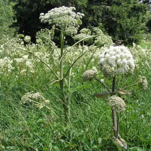 fleur d'angélique sauvage