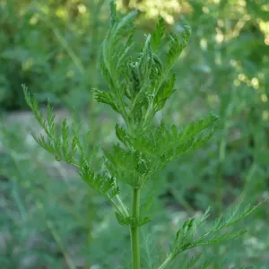 feuillage d'armoise annuelle