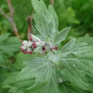 fleurs d'armoise moxa