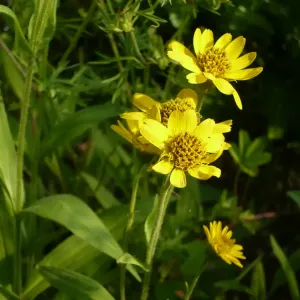 fleurs d'arnica du mexique