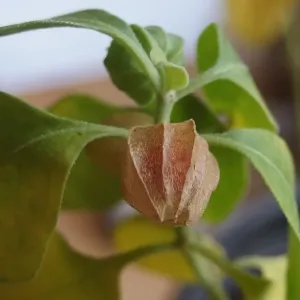 graines de withania somnifera