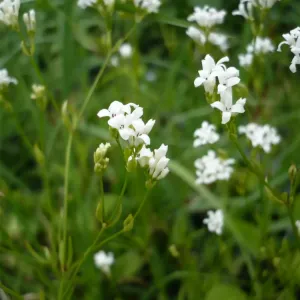 fleurs d'aspérule des teinturiers