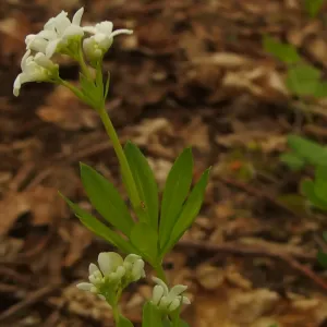 fleurs et feuilles d'aspérule odorante