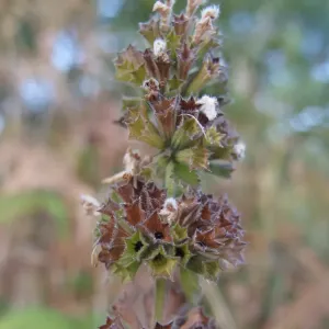 graines de ballote noire