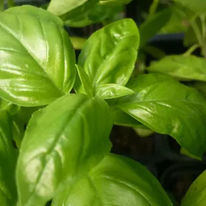 feuilles de basilic