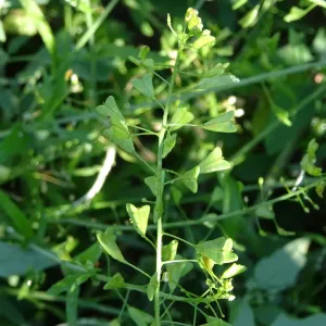 fleurs et graines de bourse a pasteur