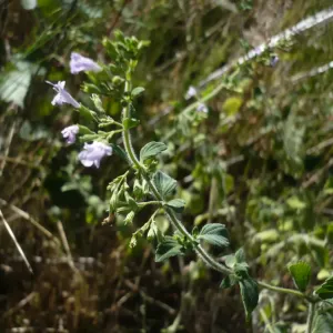 fleurs de calament nepeta
