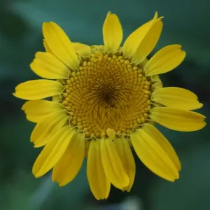 fleur de camomille des teinturiers