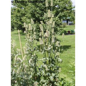 fuller's teasel plant