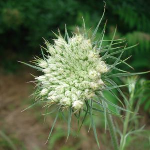 fleurs de carotte sauvage en début de floraison