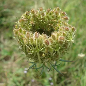 graines de carotte sauvage