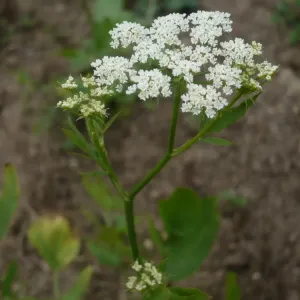 fleurs de chervis
