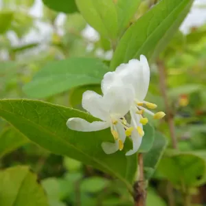 fleurs de chevrefeuille odorant