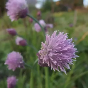 fleurs de ciboulette