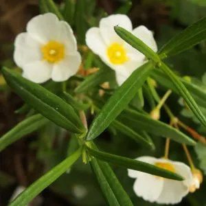 plant de ciste des corbieres en fleurs