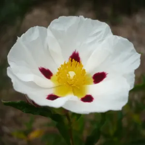 fleurs de ciste ladanifere