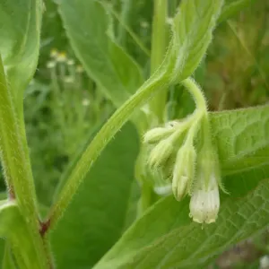 fleurs de consoude officinale
