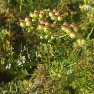 graines de coriandre vertes