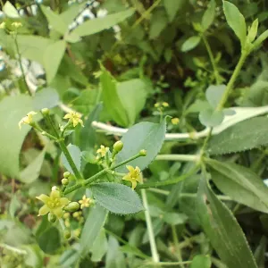 plant de garance des teinturiers en fleurs