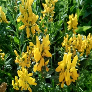 fleurs de genet des teinturiers