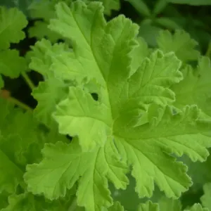 feuilles de geranium bourbon