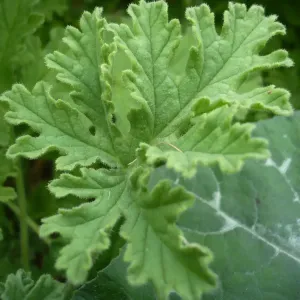 feuilles de geranium rosat