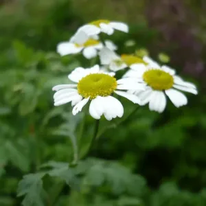 fleurs de grande camomille