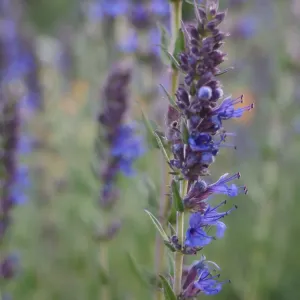 fleurs d'hysope officinale
