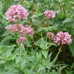 fleurs de lilas d'espagne