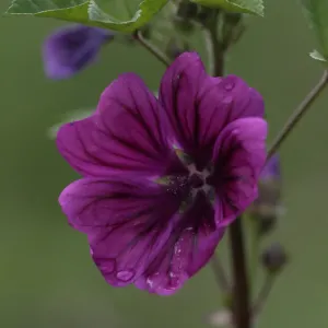 Fleur de mauve de Mauritanie