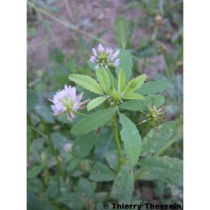 melilot-bleu-trigonella-caerulea-fleur