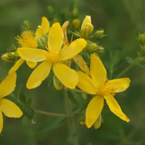 fleurs de millepertuis perforé