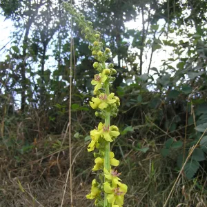 fleurs de molene noire