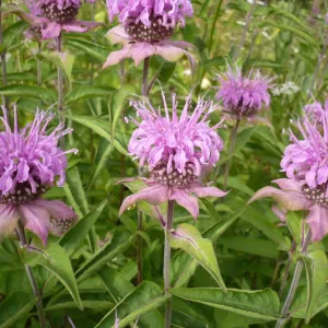 fleur de monarde menthe
