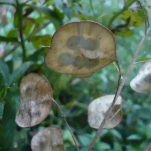 graines de monnaie du pape