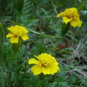 fleurs d'oeillet d'inde jaune