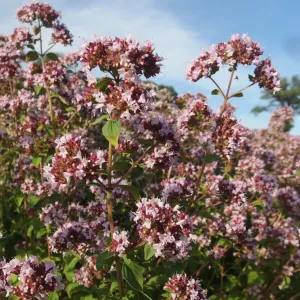 plant d'origan en fleurs