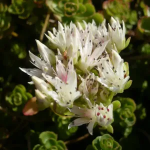 fleurs d'orpin batard