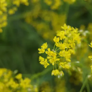fleurs de pastel des teinturiers