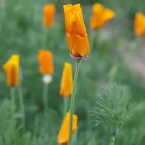 fleurs de pavot de californie