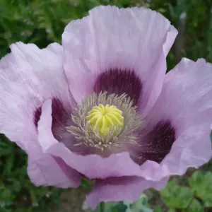 fleurs de pavot somnifere