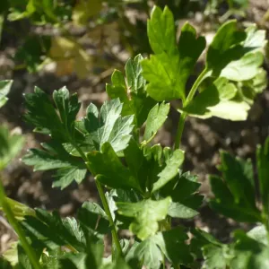 feuilles de persil plat