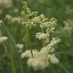 fleurs de reine des prés