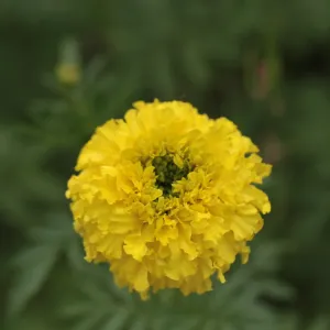 fleurs de rose d'inde jaune