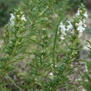 plant de sarriette parnassica en fleurs