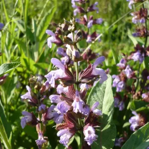 fleurs de sauge officinale