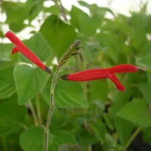 fleurs rouge de sauge orange