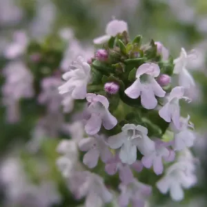 plant de thym des cevennes en fleurs