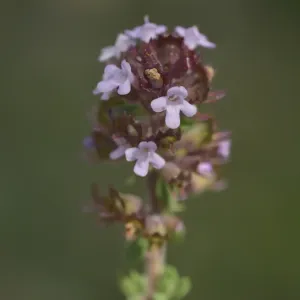 fleur de thym sauvage