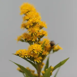 fleur de verge d'or du canada